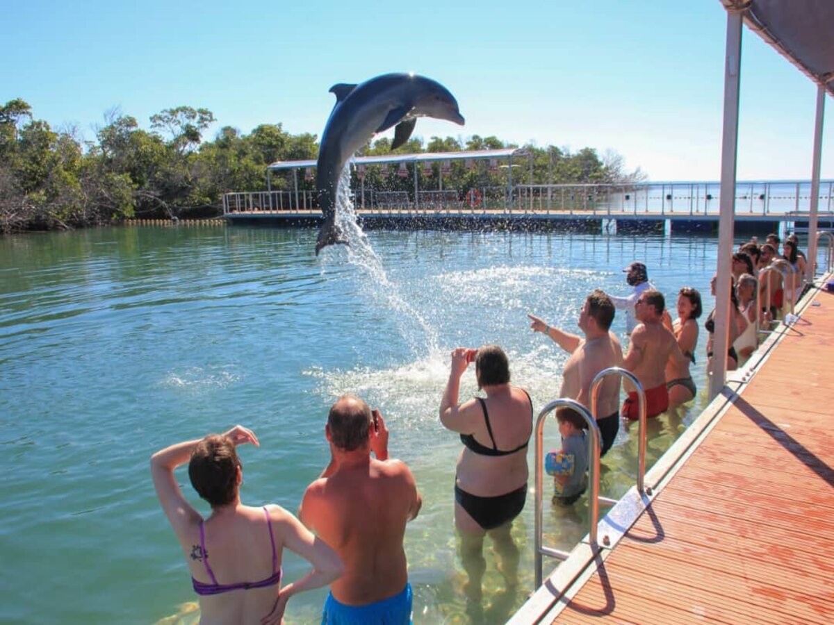 Interacción con delfines, Seafari Cayo Plus